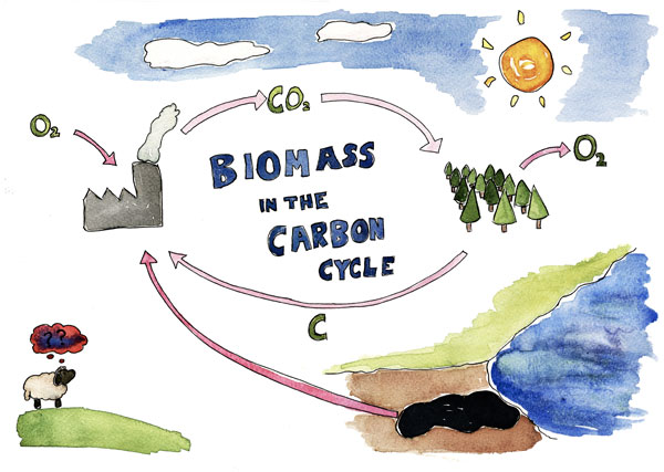 Biomass in the Carbon Cycle